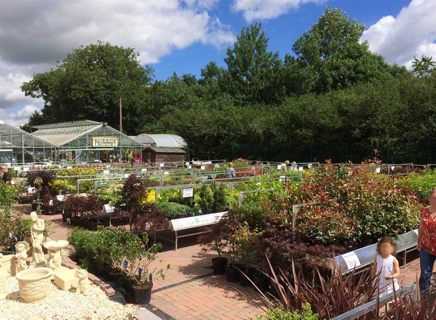 Various plants and shrubs on display