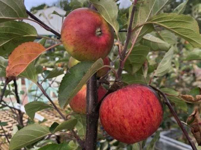 Apple tree Apple tree