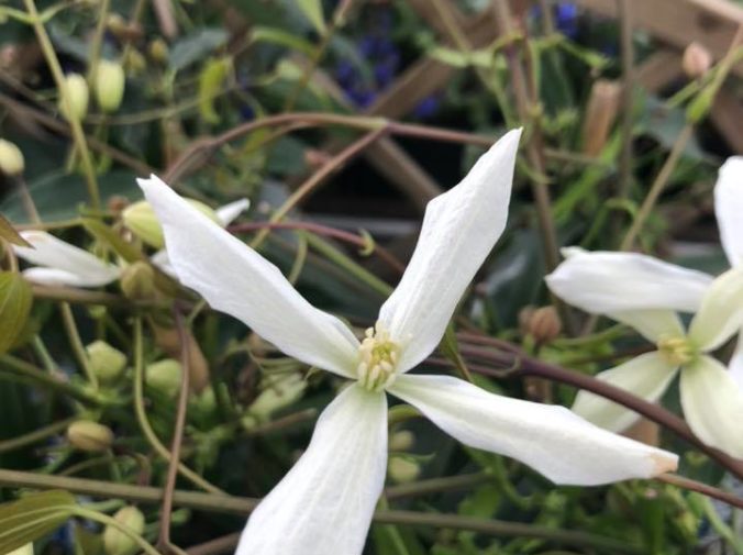 Clematis Armandii