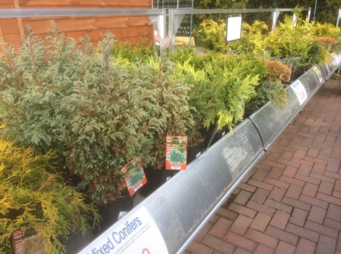 Conifers @ Sharnford Garden Centre