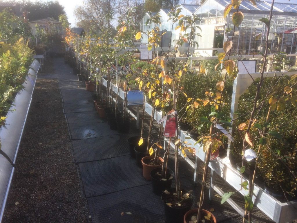 Garden Plants Sharnford Garden Centre