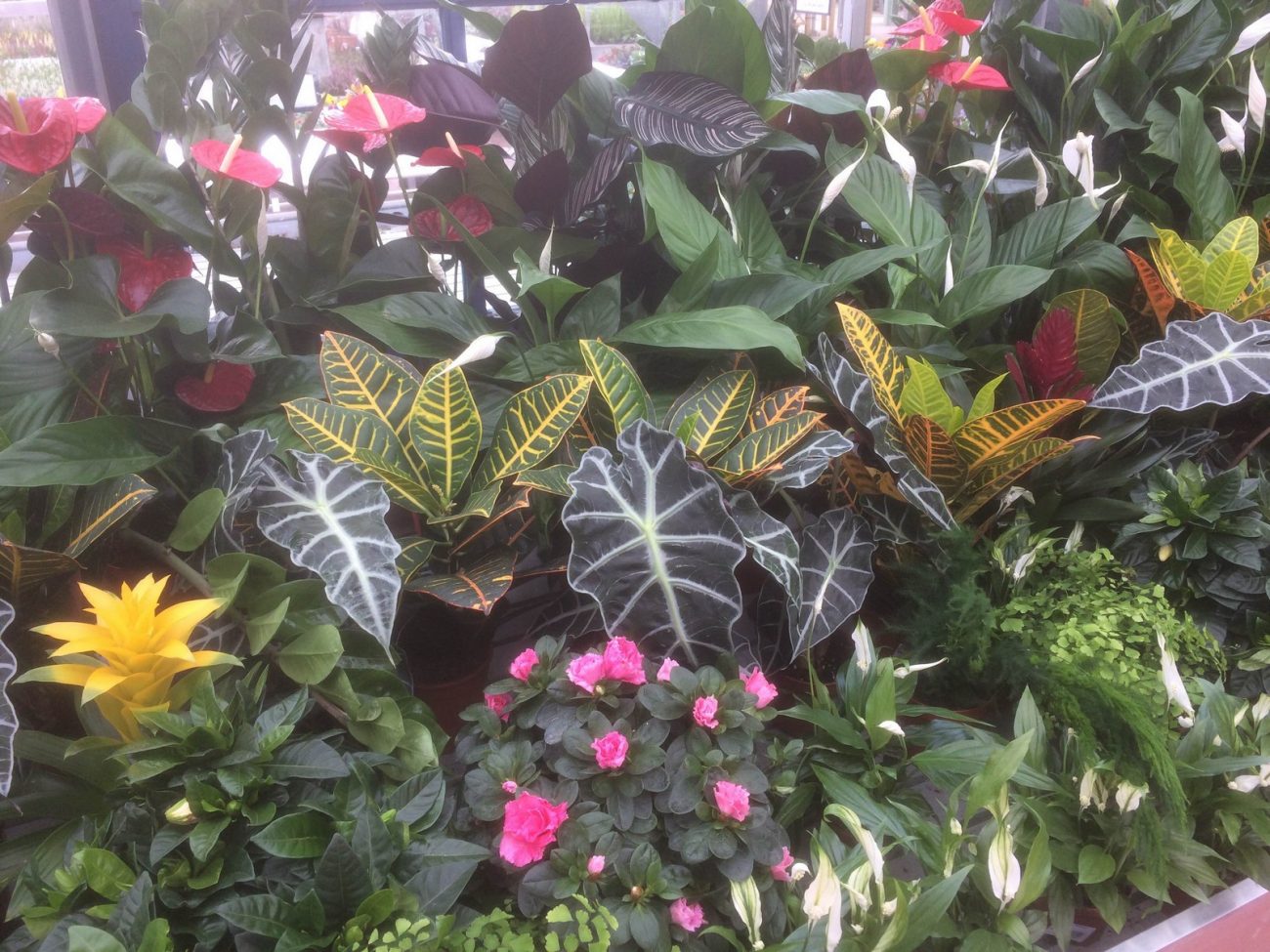 House Plants @ Sharnford Garden Centre