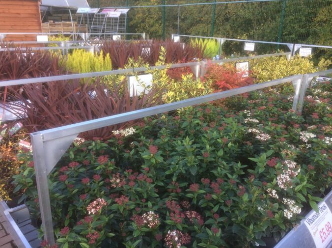 Shrubs @ Sharnford Garden Centre